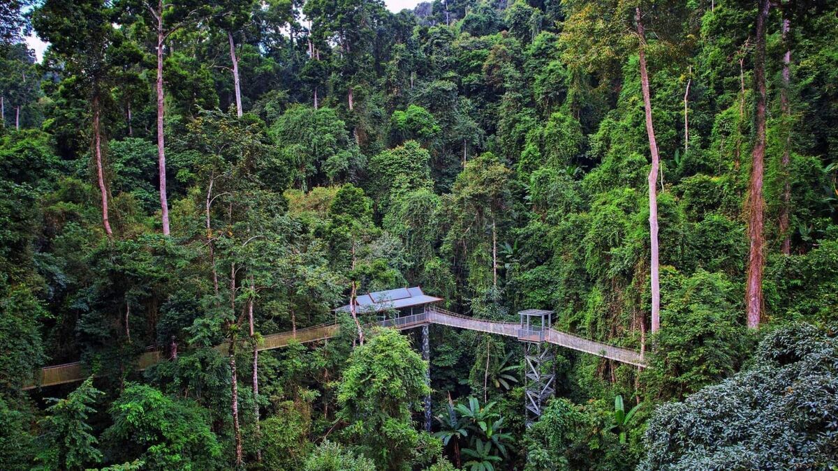 Mystic rainforest of Xishuangbanna and Dai ethnic charm